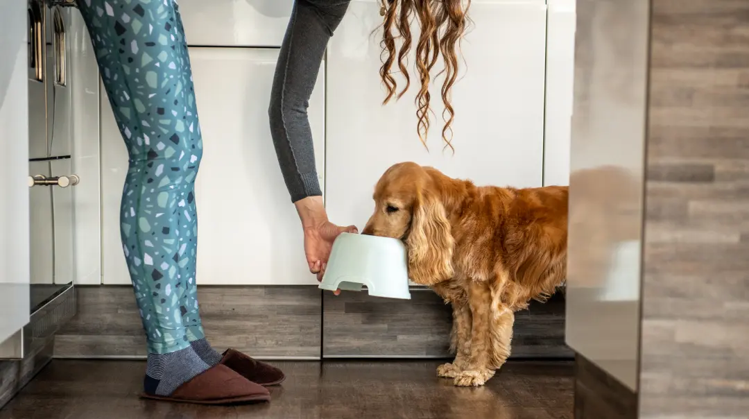 Natural recipes for dogs | FUD