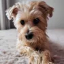 Chloe
