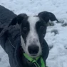Gus
