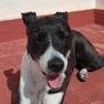 Lola