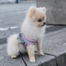Nala