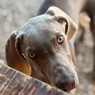 Cooper