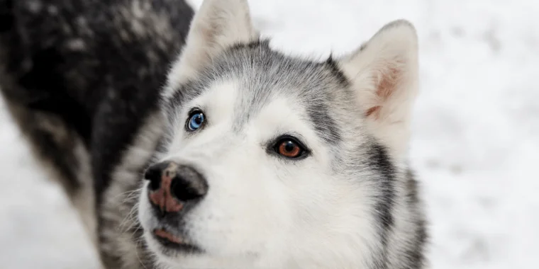 Husky Siberiano: guía completa de una raza espectacular