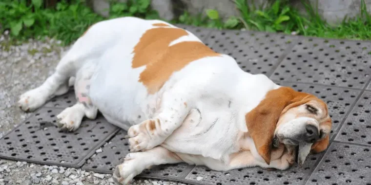 Obesitat en gossos: no és només estètica, és salut