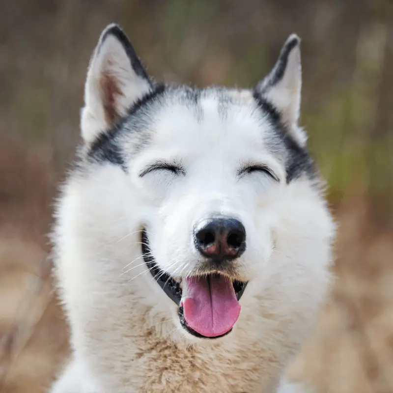 Activitat-i-jocs-del-husky