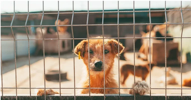 Guia pràctica per adoptar un gos