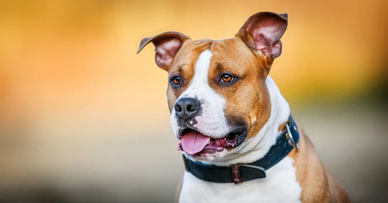 American Staffordshire Terrier: la guia completa
