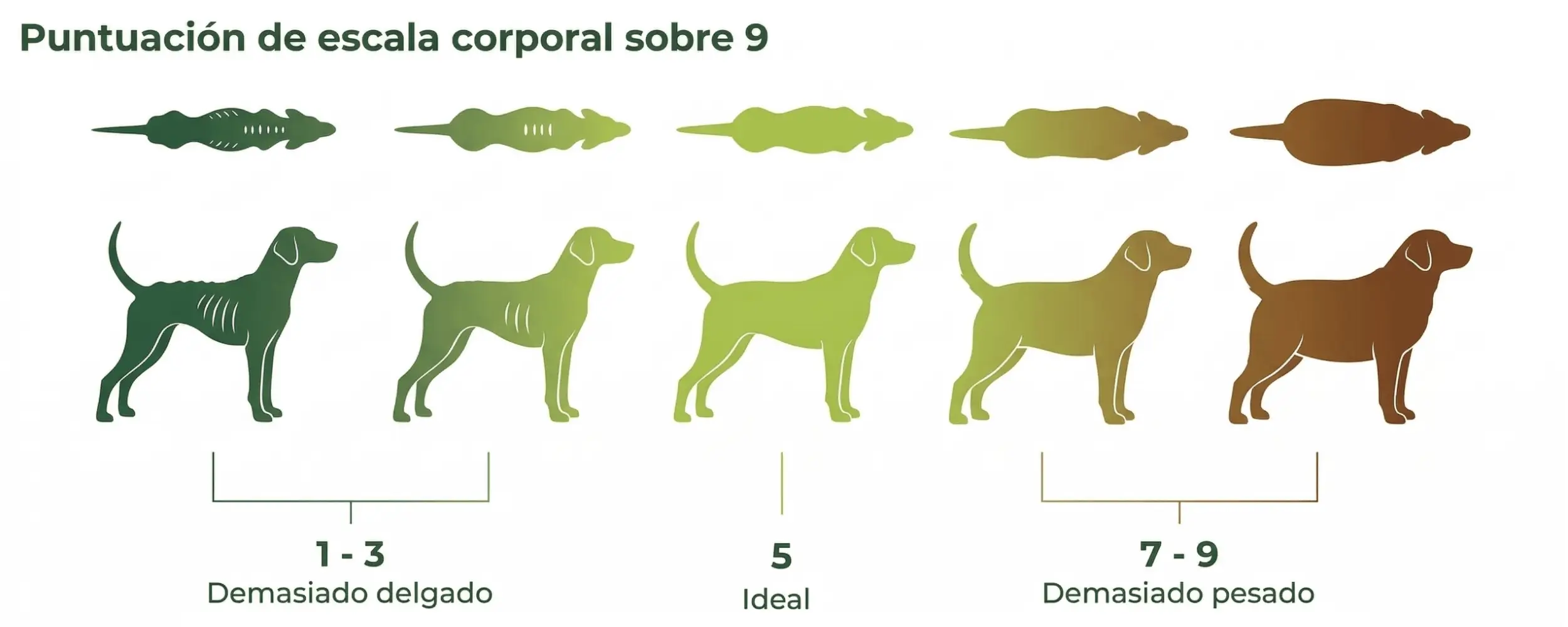 BCS-obesidad-canina