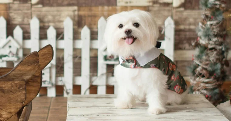 Bichón Maltés: el perro peluche