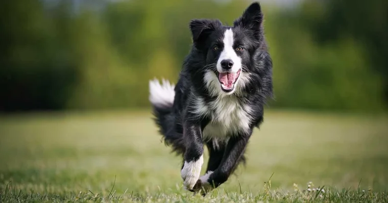 Border collie: intel·ligència i energia en estat pur