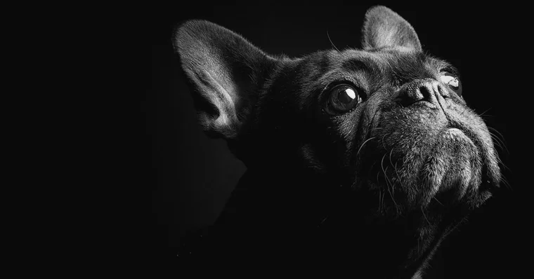 Bulldog Francés: el rey de la ciudad