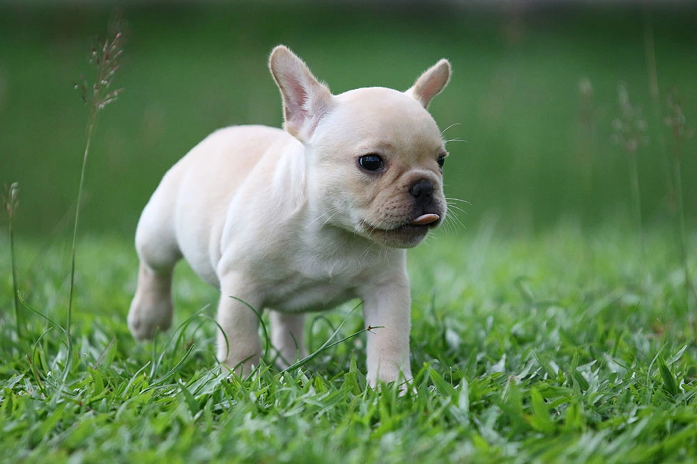 Cachorro bull dog frances