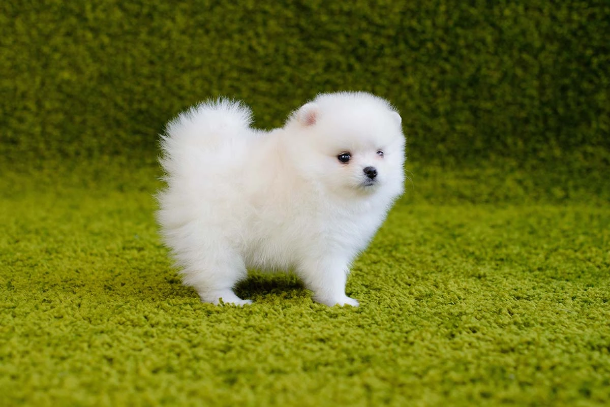 Cachorro de pomerania