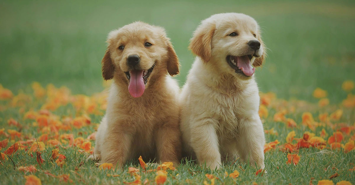 Cachorros golden retriever