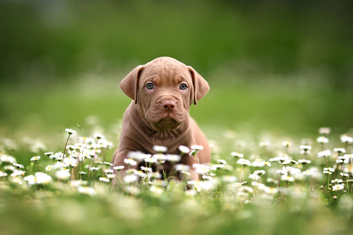 Cadell American Staffordshire Terrier