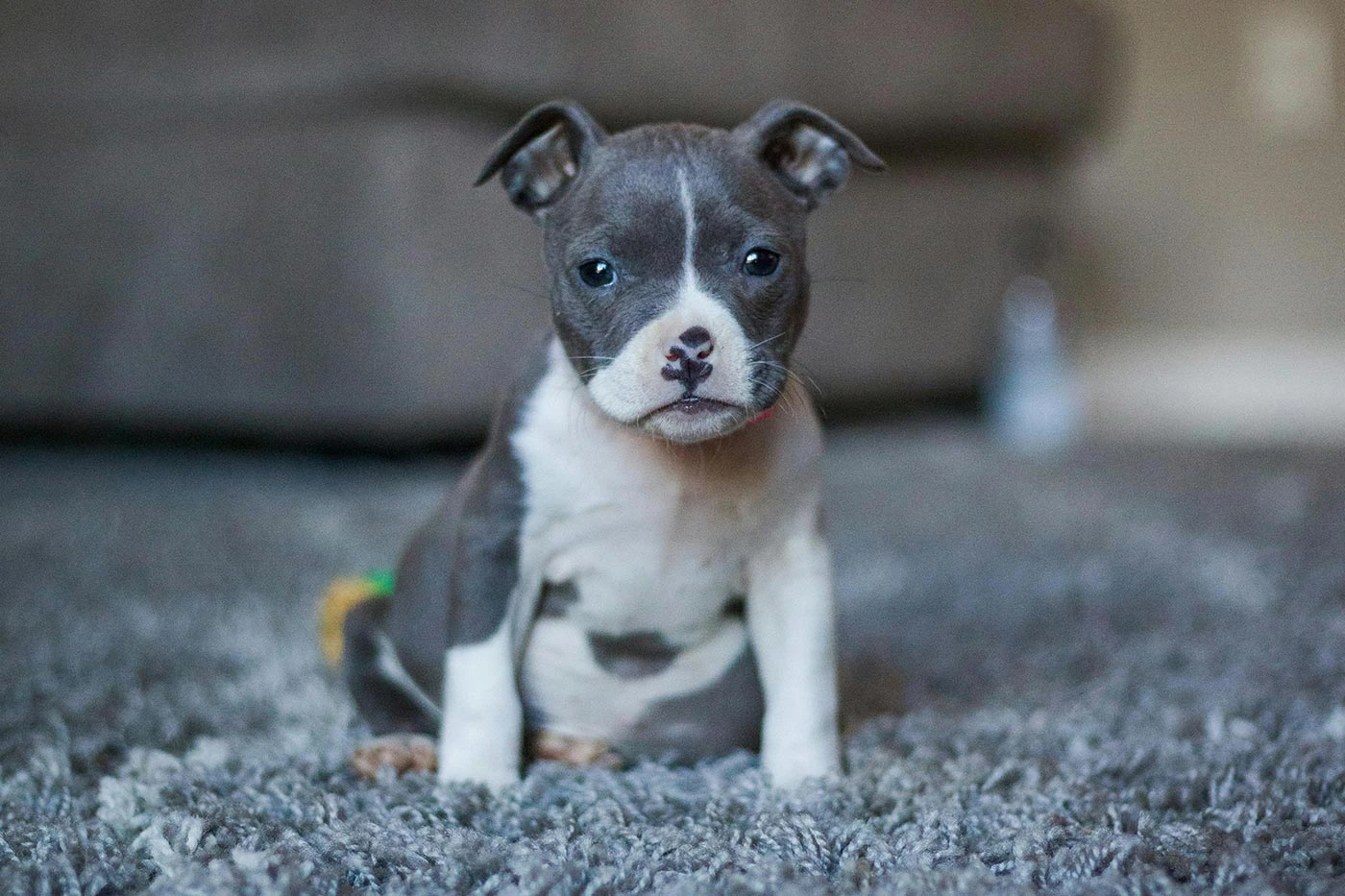 Cadell pitbull terrier americ&agrave;