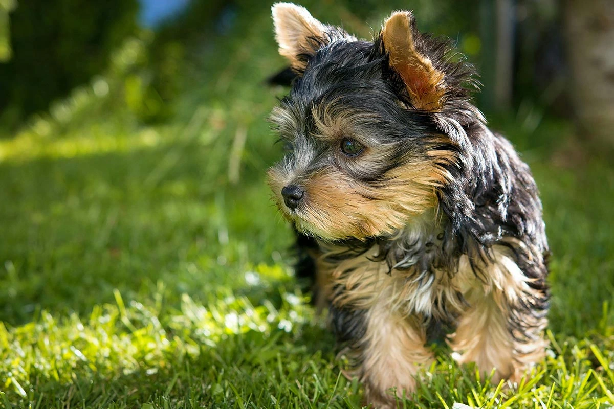 Cadell yorkshire terrier