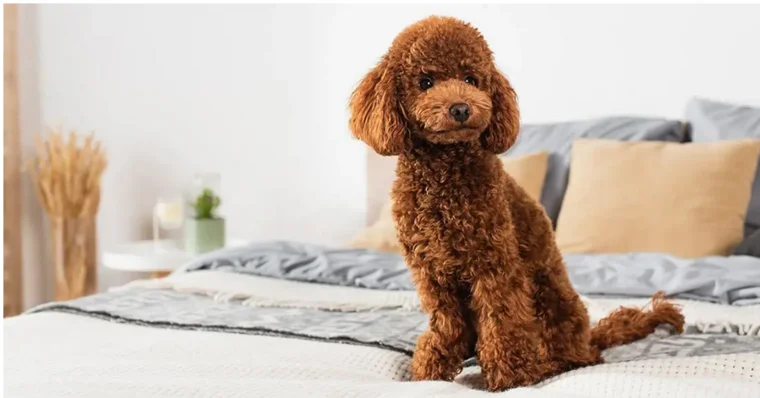 Caniche: tot el que vols saber sobre aquesta raça elegant i intel·ligent
