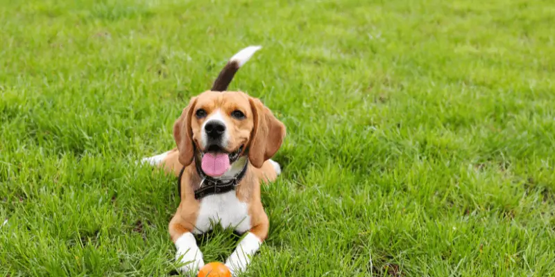 Car&agrave;cter curi&oacute;s del beagle