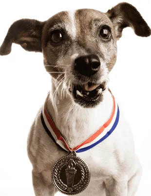 Concursante Palm Dog Awards
