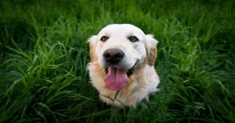 Cooper, el gos que va caminar 27 dies per tornar a casa