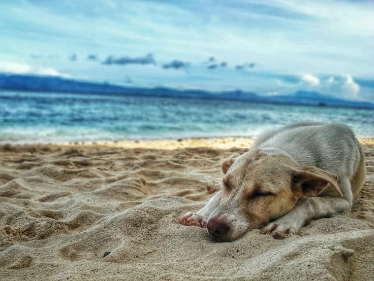 Com afecta un cop de calor als gossos?
