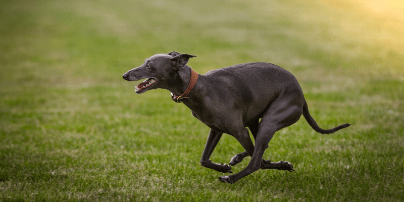 Galgo espanyol