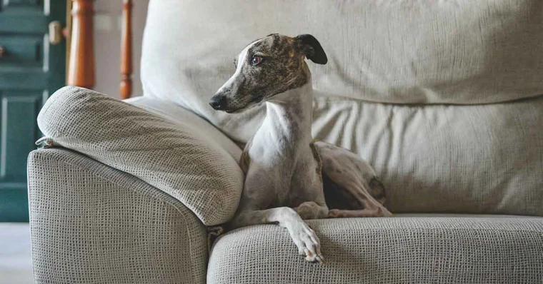 El galgo: elegància, velocitat i noblesa