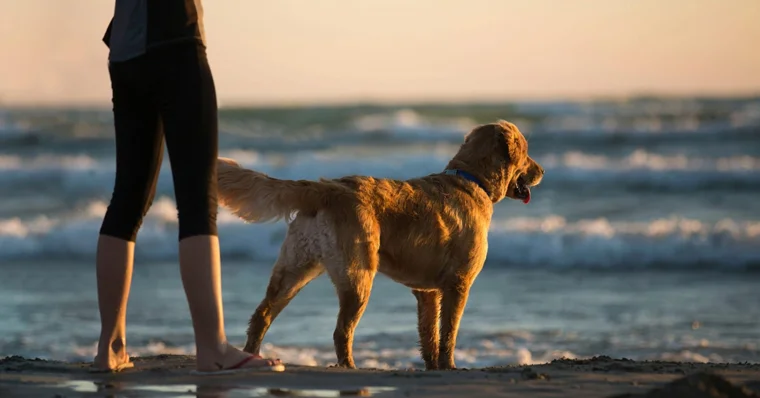 Golden Retriever: probablemente, la raza más conocida
