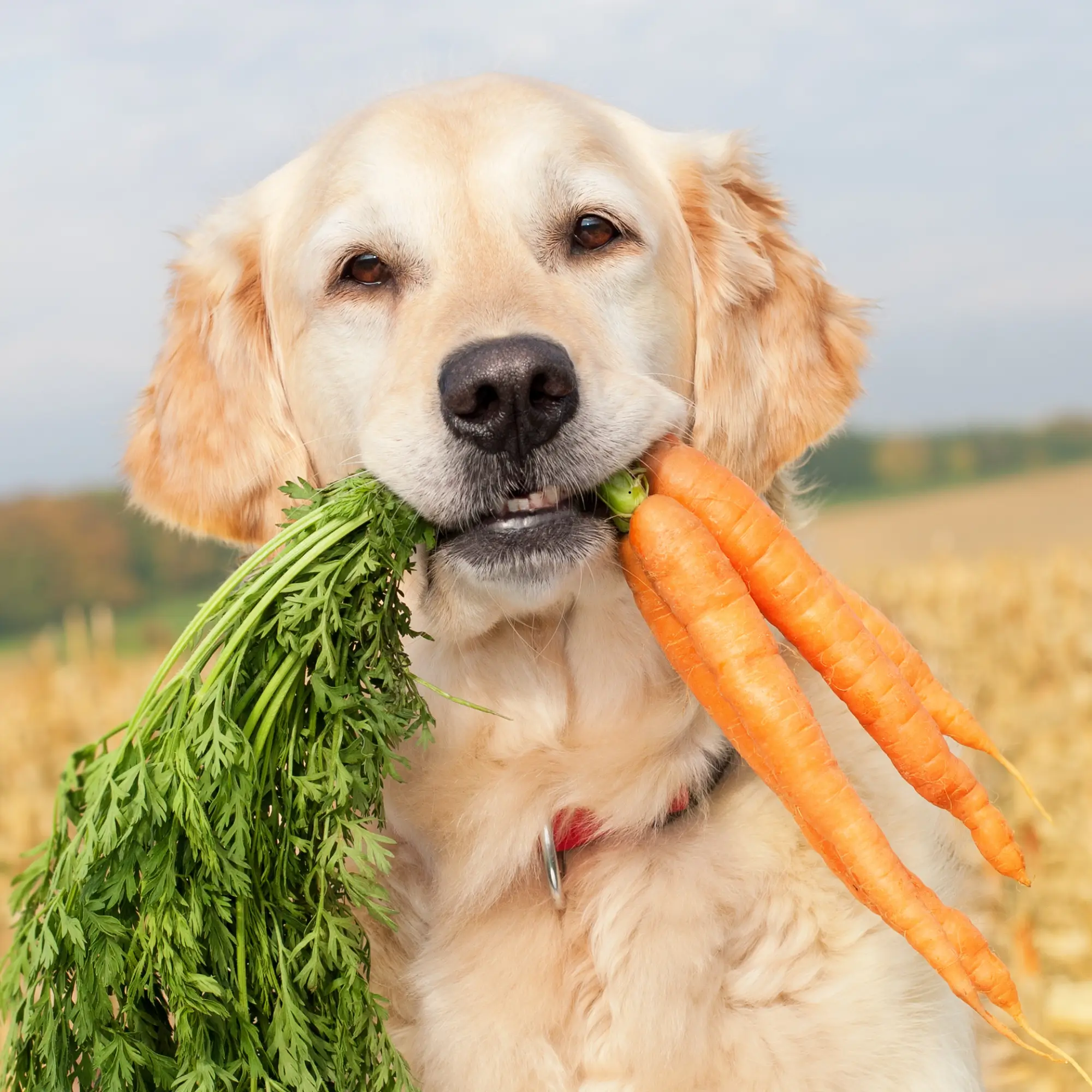 Comida buena para perros con alergias