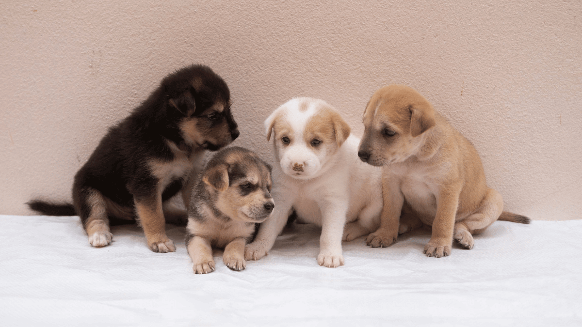 Socialización de cachorros