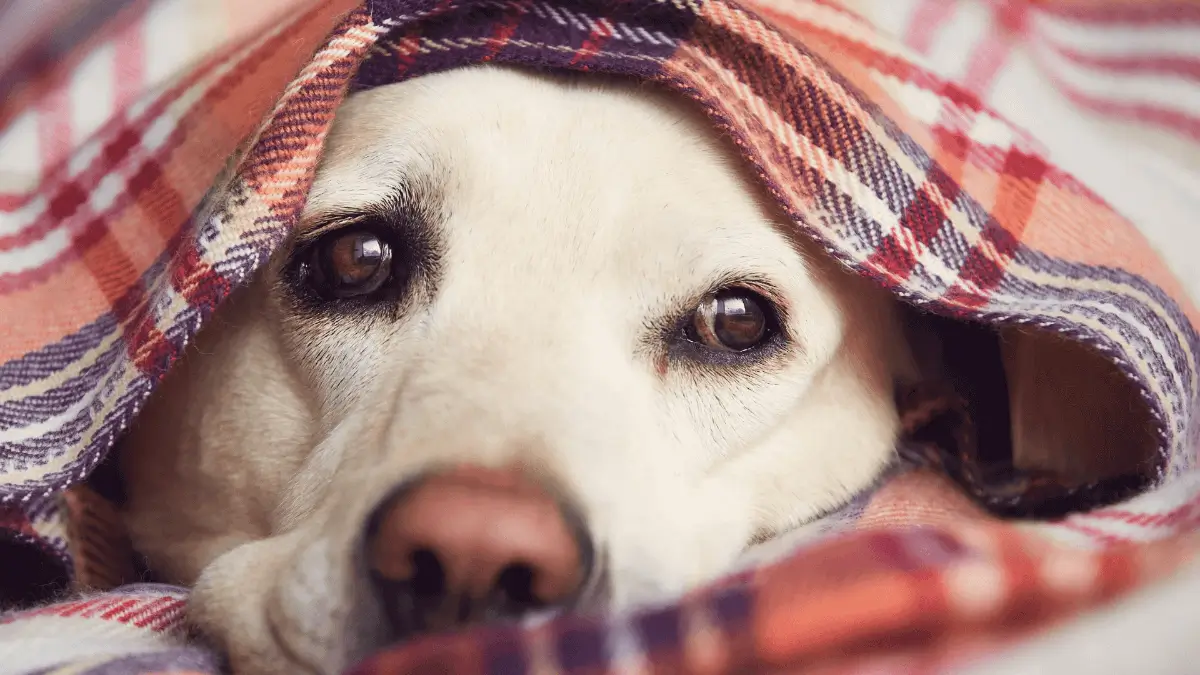 Perro sufriendo los efectos del frío
