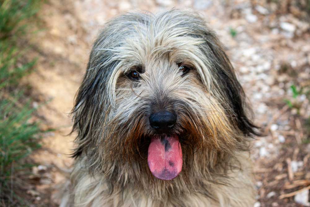 Perro pastor catalán
