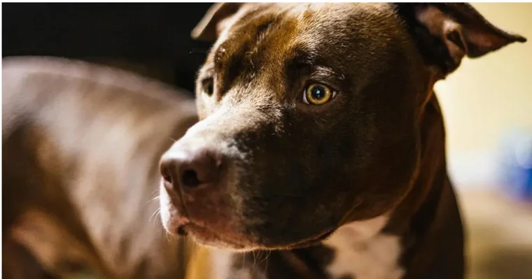 Pitbull Terrier Americà: Guia completa sobre aquesta raça incompresa