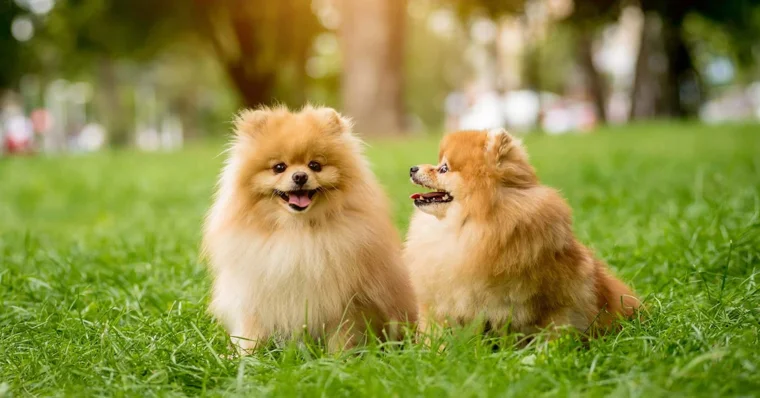 Pomerania: guía completa sobre la raza de perro miniatura más popular