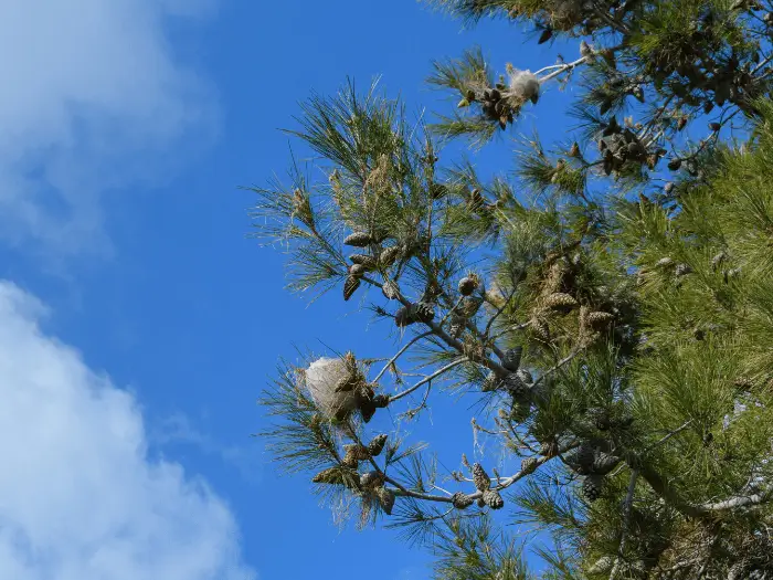 procesionaria-en-pinos
