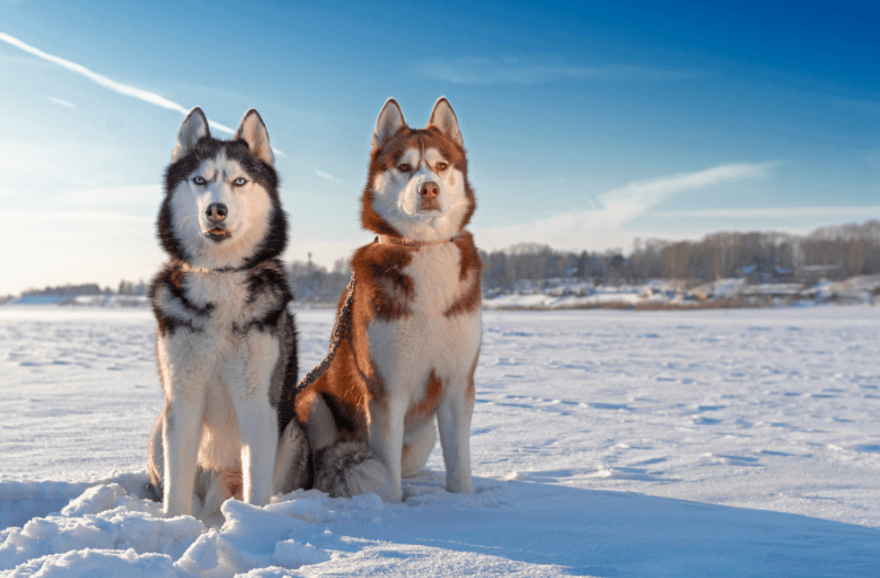 Salut-i-cura-del-husky