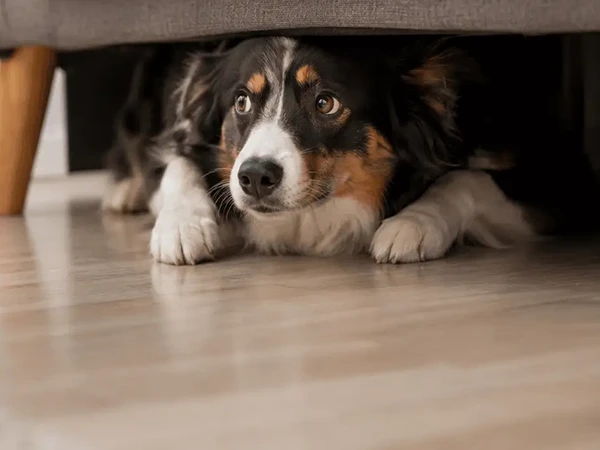 Errores ante el miedo de los perros a los petardos