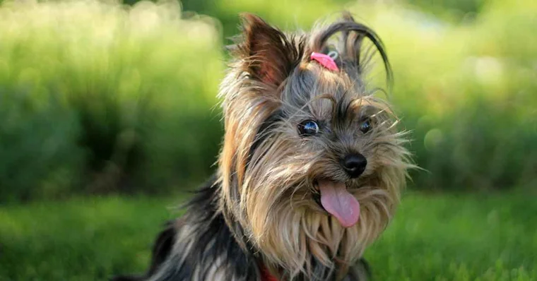 Els Yorkshire terrier: de mida petita però de gran personalitat