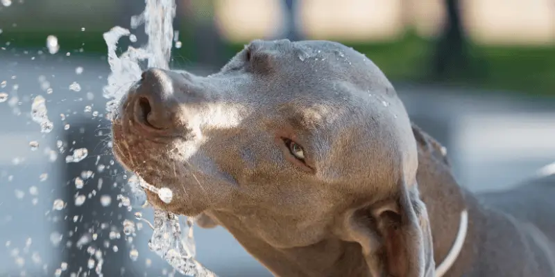 Hidratació canina: quanta aigua necessita el teu gos i com saber si en beu prou